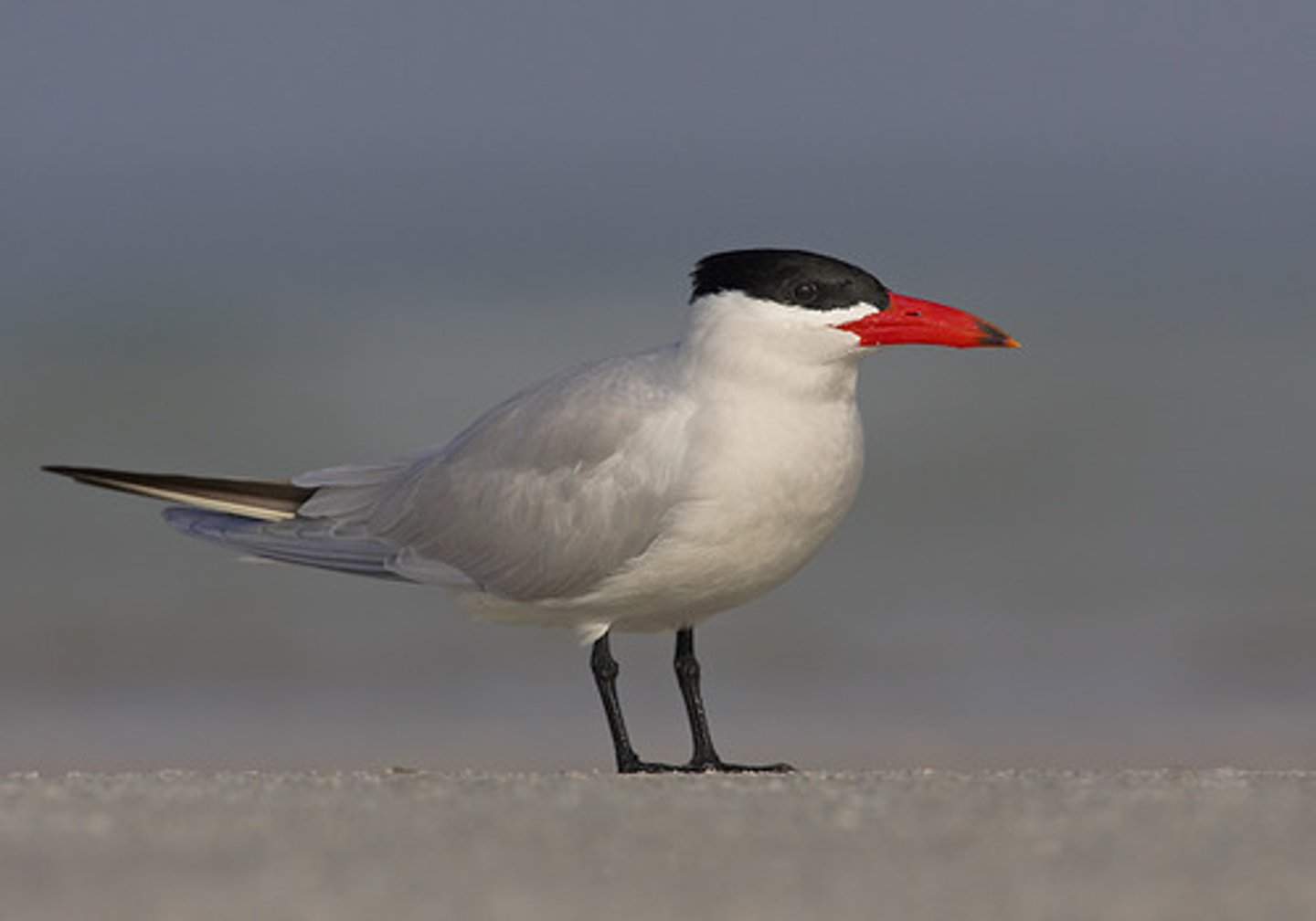 <p>Caspian Tern</p>