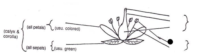 <p>Part of flower?</p>