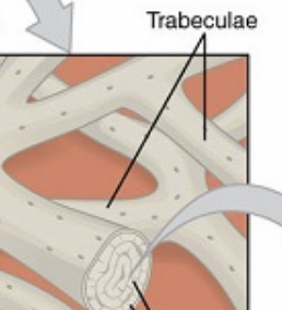<ul><li><p>Component of spongy bone</p></li><li><p><span>Contains lamellae, osteocytes, lacunae and canaliculi</span></p></li></ul><p></p>