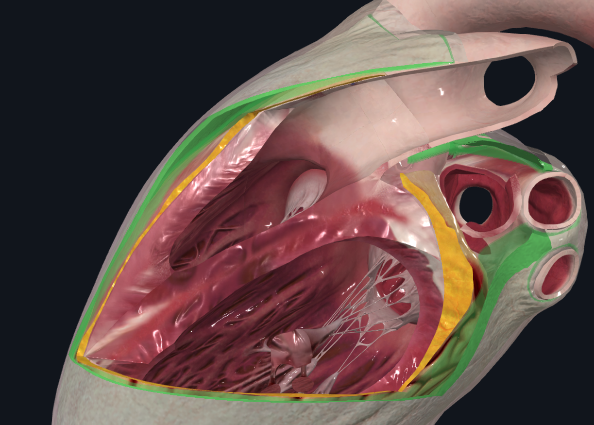 <p>Una doble-capa que reviste el pericardio fibroso y recubre la superficie externa del corazón</p><ul><li><p>Formado por</p><ul><li><p>Hoja parietal </p></li><li><p>Hoja visceral o epicardio</p></li></ul></li></ul><p>Entre ambas capas se encuentra la cavidad pericárdica</p><p></p>