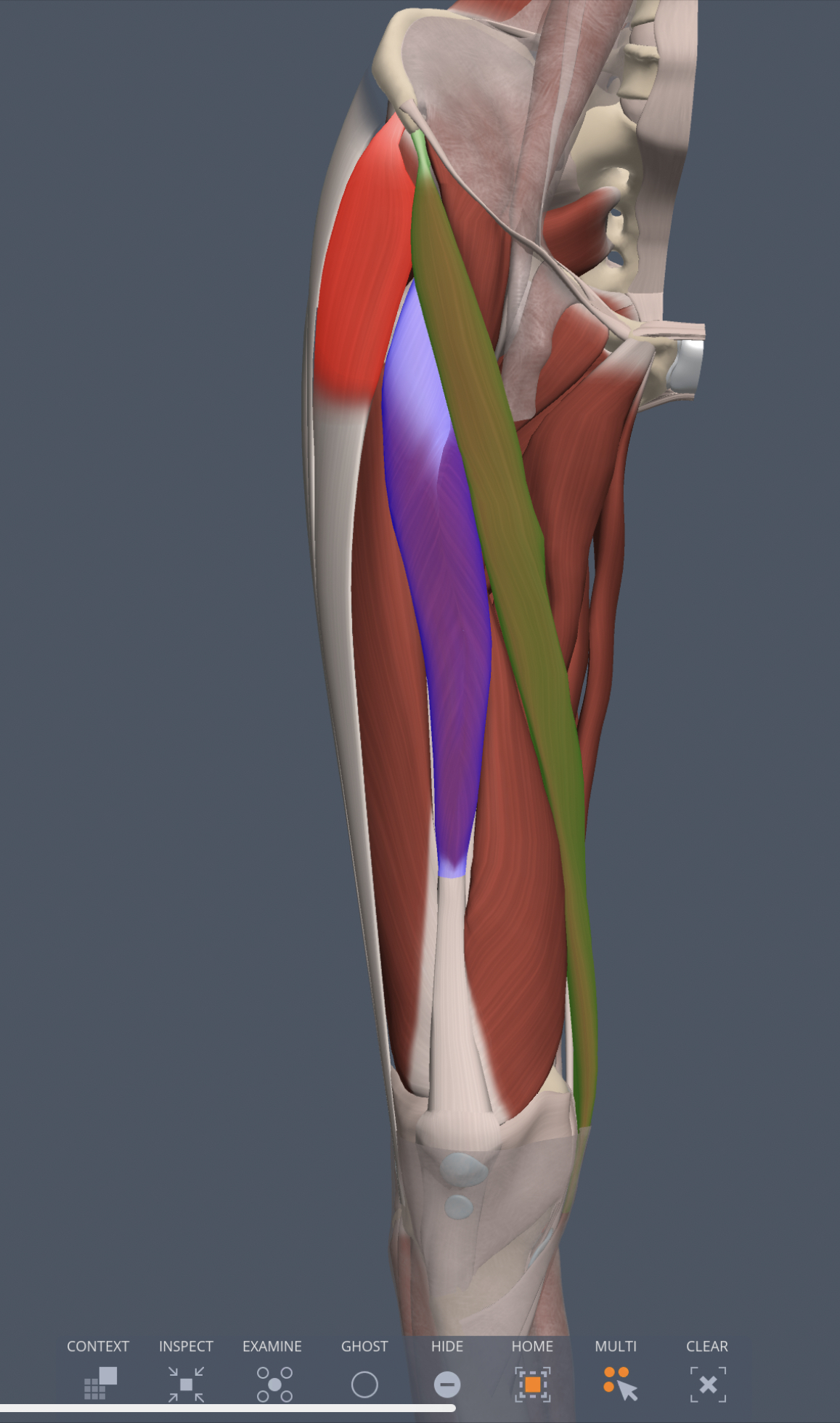 rectus femoris (anterior thigh) origin
