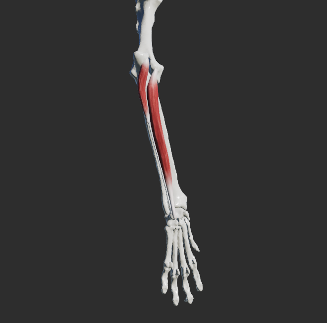 <p></p><p>2 hlavy - caput humerale, caput ulnare </p><p>odstup:</p><p>Caput humerale : epicondylus medialis humeri </p><p>Caput ulnare: mediální plocha olecranon ulnae</p><p>úpon: os carpi accessorium</p><p>fce: flexe v articulationes carpi</p>
