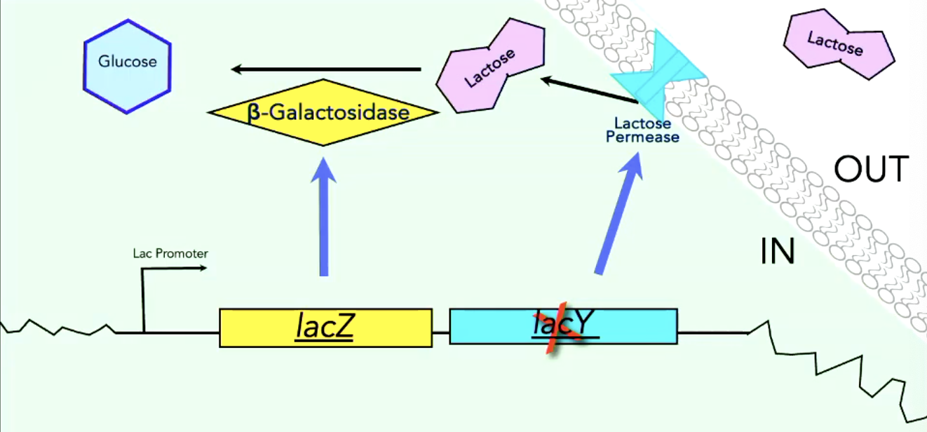 <p>describe a lactose utilization pathway if you have a lac Y mutant. (aka Lac-)</p>