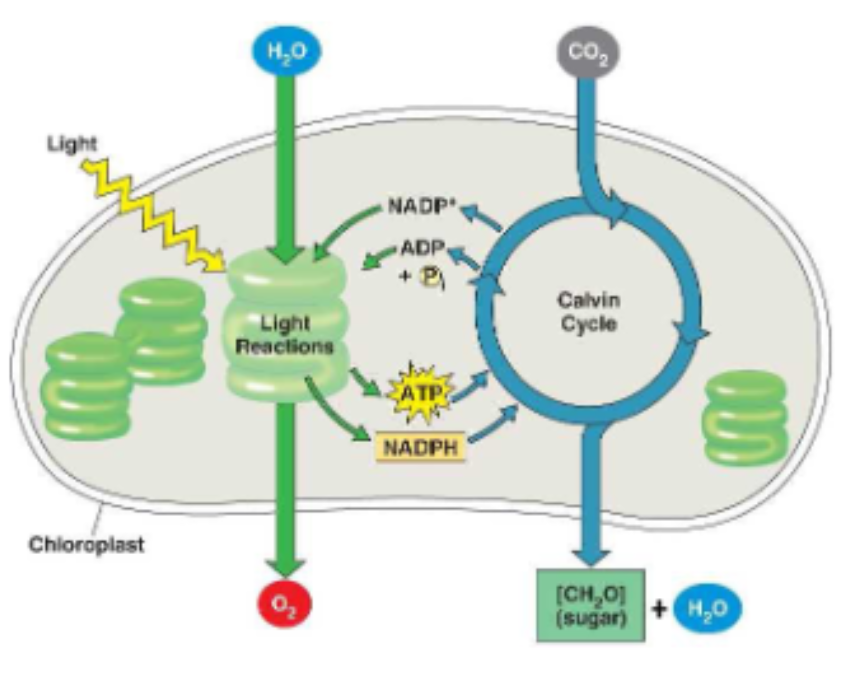 <ul><li><p>Stage 1. Light dependent readtions (LDR): provides energy for calvin cycle</p><ul><li><p>convert light energy into chemical energy (ATP &amp; NADPH)</p></li></ul></li><li><p>Stage 2. Calvin cycle: energy from LDR used to synthesize glucose</p><ul><li><p>uses chemcial energy from LDR to power the synthesis of glucose molecules</p></li></ul></li></ul><p></p>
