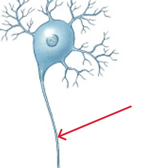 <p>Which part of the neuron is:</p><ul><li><p>Are long cytoplasmic processes that carry an electrical signal (<em>action potential</em>) to target</p></li></ul><p></p>
