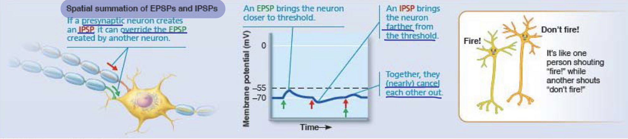 <p>presynaptic neuron creates an IPSP it can override the EPSP created by another neuron --&gt; EPSP brings neuron closer to threshold, IPSP brings the neuron farther from threshold --&gt; together, (nearly) cancel each other out</p><p>EPSPs and IPSPs compete; if EPSPs win, neuron fires</p>