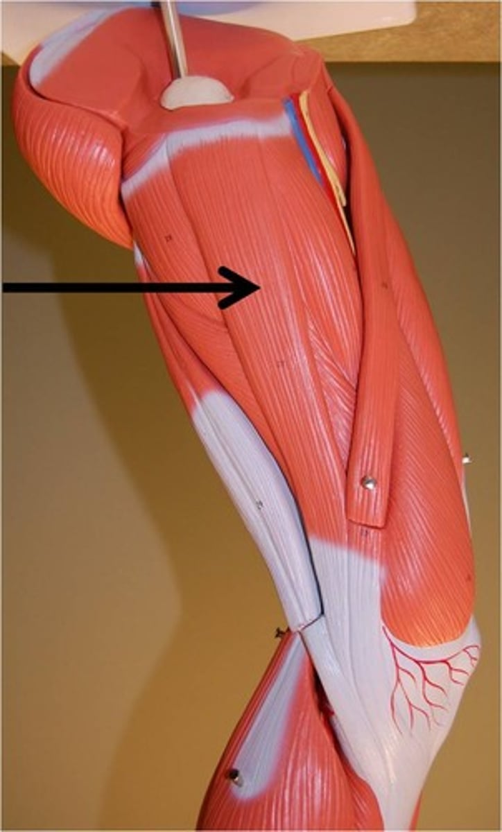<p>Flexion at knee Adduction and medial rotation at hip</p>