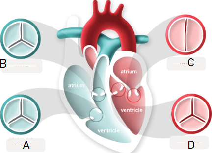 <p>Tricuspid Valve (atrioventricular) </p>