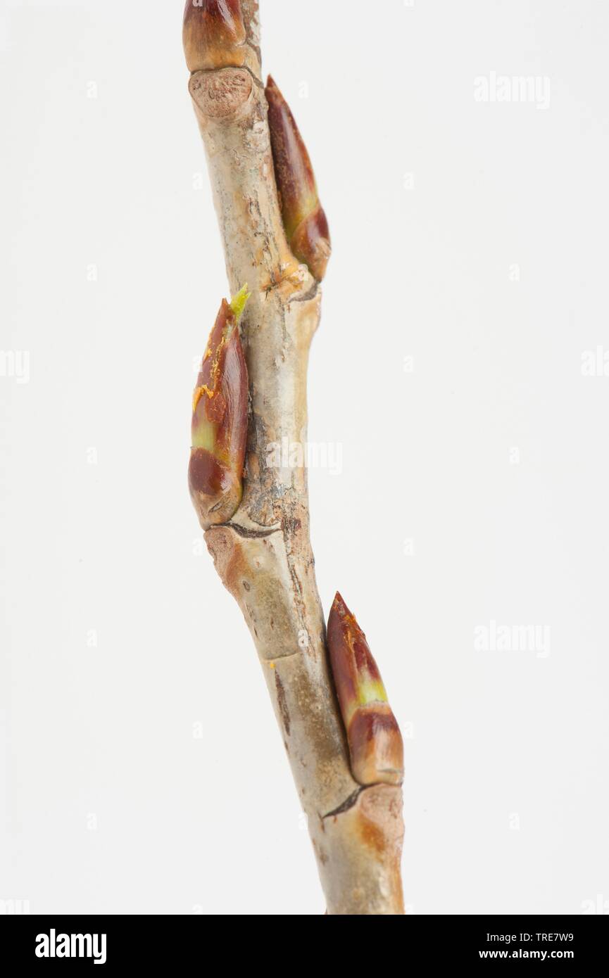 <p><strong><em>Populus nigra</em></strong></p><p><strong>slabší větvička a špičaté (vřetenovité) až kuželovité pupeny</strong></p><p>žlutá, lesklá větvička s brachyblasty</p>