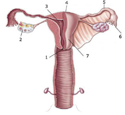 <p>7</p>