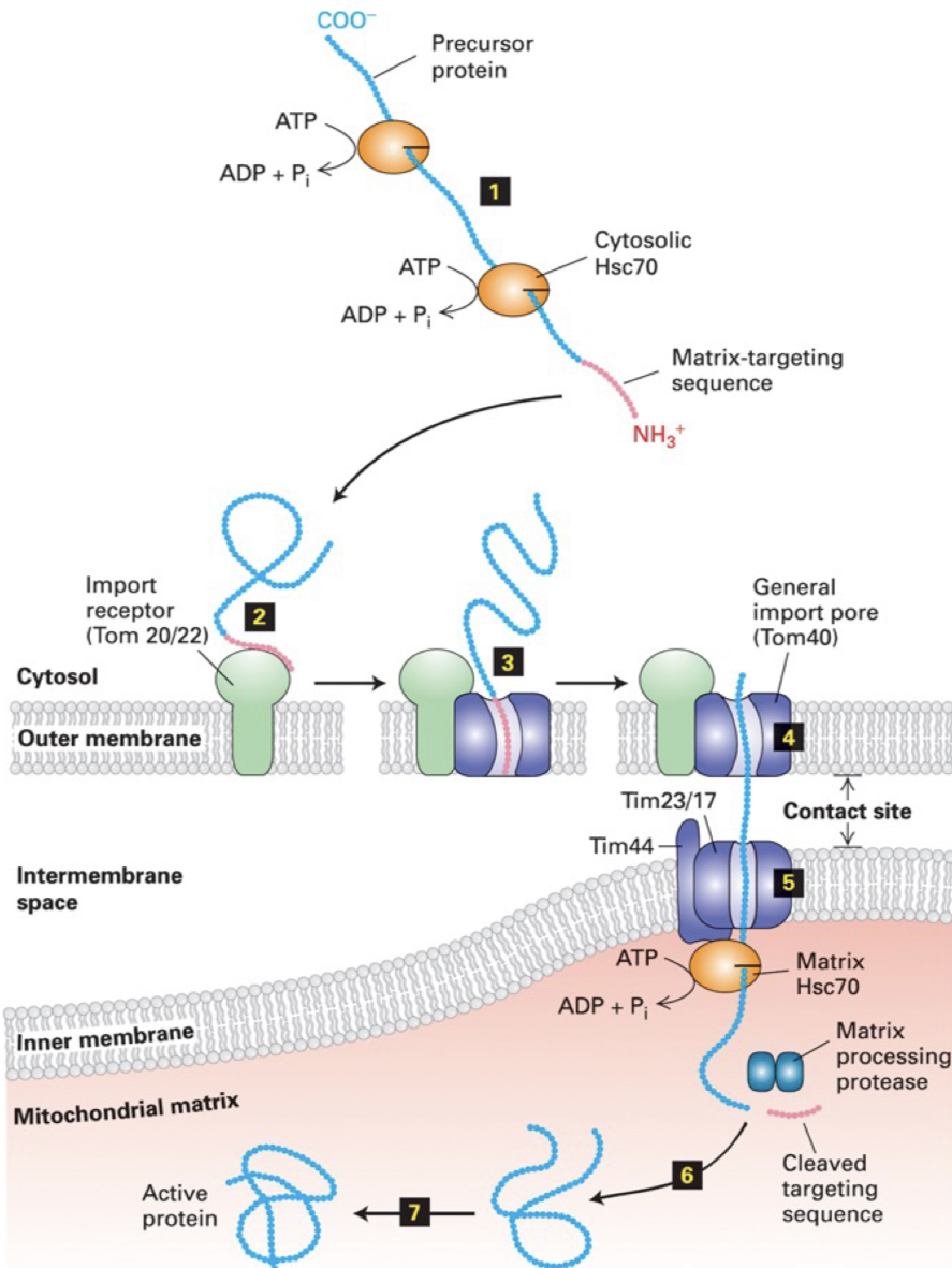 <ol><li><p>precursor proteins are kept in unfolded state by cytosolic chaperone <strong><span style="color: yellow">Hsc70</span></strong> (requires energy in the form of ATP hydrolysis). Matrix-targeting sequence stays as an amphipathic a-helix</p></li><li><p>matrix-targeting sequence interacts w/ <strong><span style="color: green">TOM20 or TOM22 receptor</span></strong> in the OM</p></li><li><p>receptor transfers protein to <strong>general import pore of OM</strong> composed of protein <strong><span style="color: green">TOM40</span></strong></p></li><li><p>@ outer/inner membrane contact points, protein passes thru <strong>import pore of IM</strong> composed of <strong><span style="color: purple">TIM23</span></strong> & <strong><span style="color: purple">TIM17</span></strong></p></li><li><p>Matrix <strong><span style="color: yellow">Hsc70</span></strong> binds to <strong><span style="color: purple">TIM44</span>.</strong> ATP hydrolysis by this complex helps power translocation of protein → matrix</p></li><li><p>emerging matrix-targeting sequence is cleaved by a matrix <strong><span style="color: blue">protease</span></strong></p></li><li><p>protein can now fold into its final shape, often aided by matrix chaperones</p></li></ol>