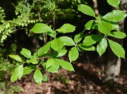 <p>can be found basically anywhere</p><p>Leaf: smooth, shiny green, alternate</p><p>Twig&amp;bark: 3 distinct bundle scars, blocky grey bark</p><p>if you don’t know, put this</p>
