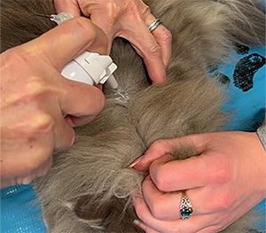 <p>anesthesia applied to the skin to “numb” the area</p>