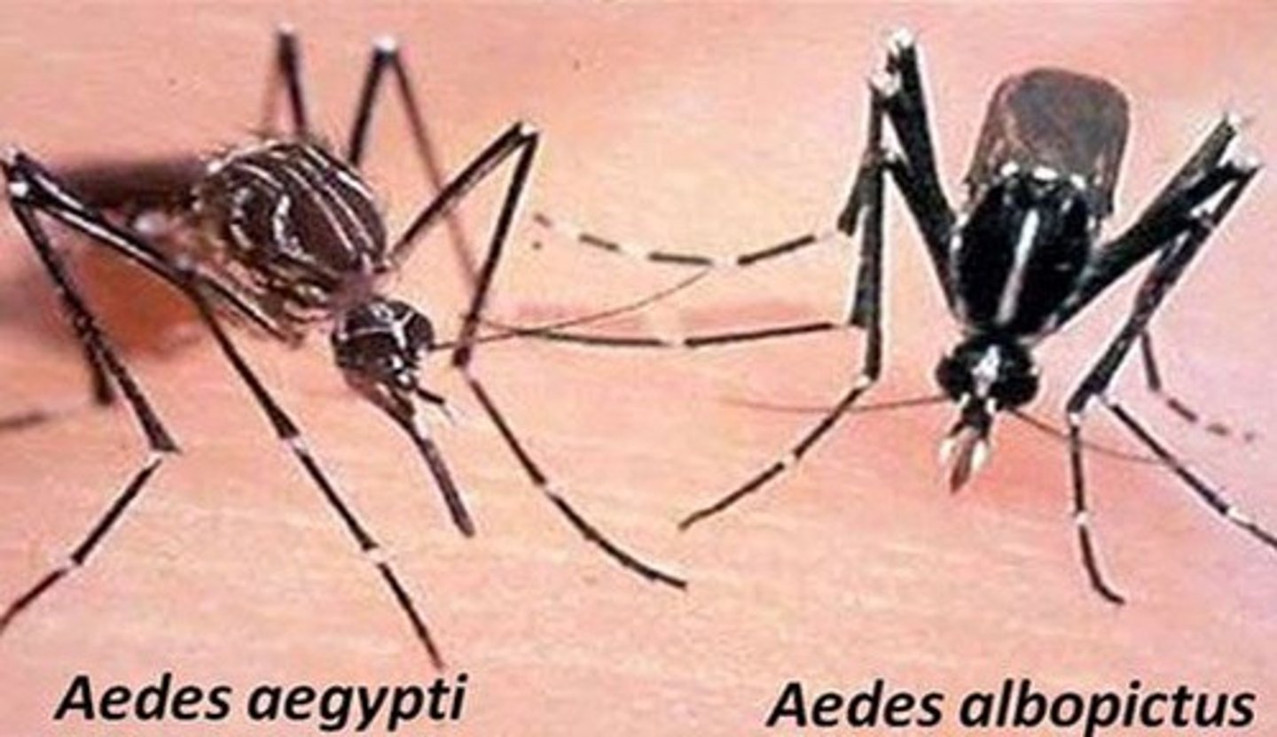 <p>Aedes mosquito species, primarily A. aegypti.</p>