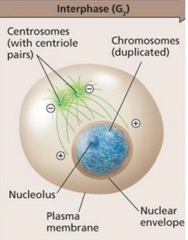 Gap 2 (Interphase)
prepares to divide (4n)