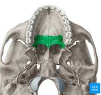 <p>posterior part of hard palate</p>