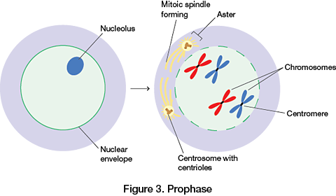 <ul><li><p>Chromatin condenses into chromosomes</p></li><li><p>Nucleolus disappears</p></li><li><p><strong>Mitotic spindle</strong> begins to form from microtubules extending from the centrosome</p></li><li><p>In animal cells, this involves the centrioles, but not in plant cells</p></li></ul>