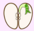 <p>monocotyledon or dicotyledons</p>