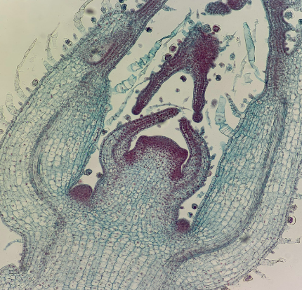 <p>Meristematic Tissue:</p>