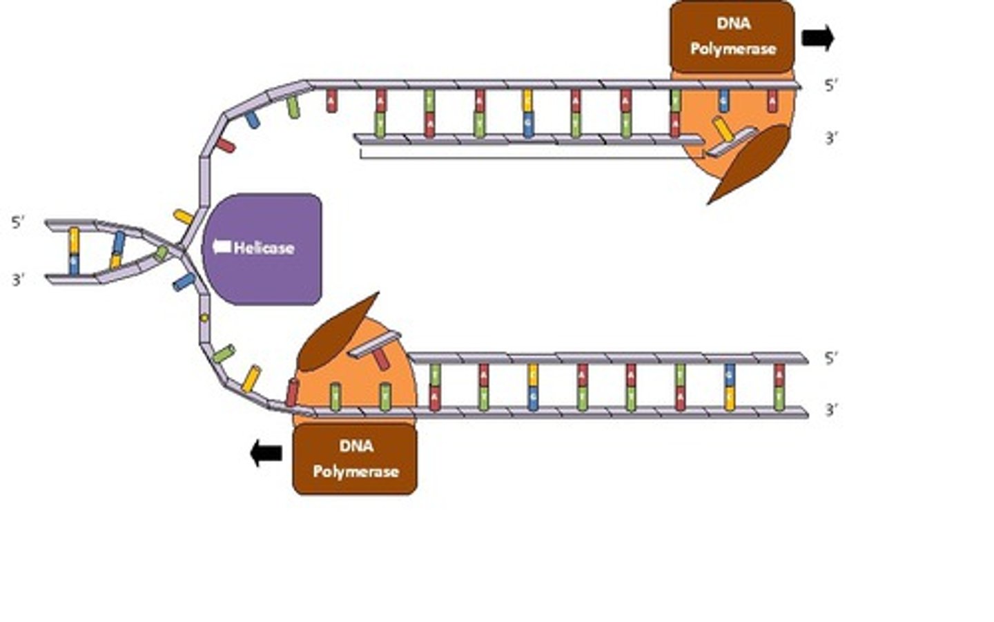 <p>adding bases (5' to 3') to the new DNA chain; proofreading the chain for mistakes</p>