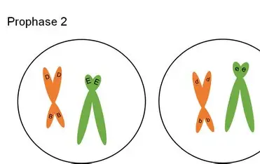 <p>DNA condenses, nuclear envelope dissolving </p>