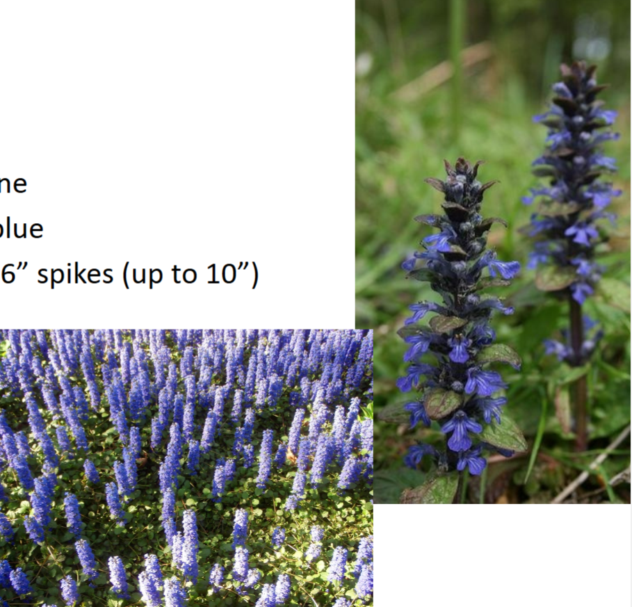 <p>Sun</p><p>Ground cover</p>
