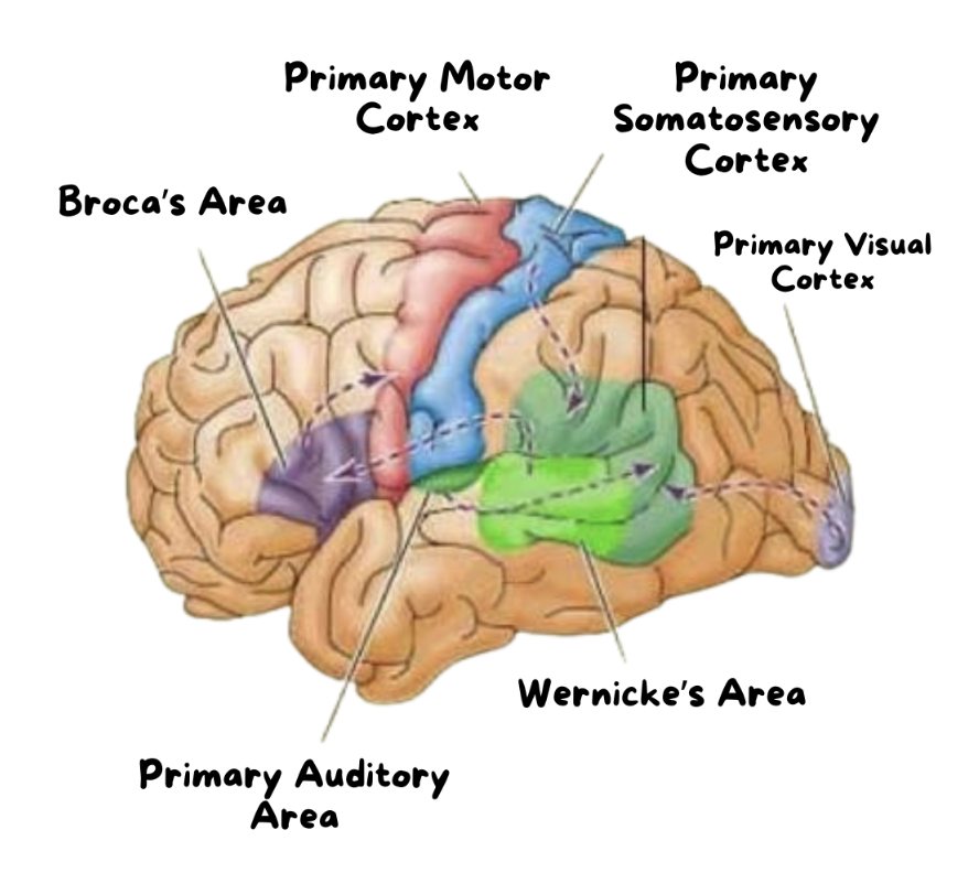 <p>Broca’s Area, Primary Motor Cortex, Primary Somatosensory Cortex, Primary Visual Cortex, Wernicke’s Area, Primary Auditory Area.</p><p><span style="background-color: transparent; font-family: "Gill Sans", sans-serif;">They're parts of the brain that take information from all over the place—like what we see, hear, smell, and touch—and put it together to help us understand the world around us.</span></p>