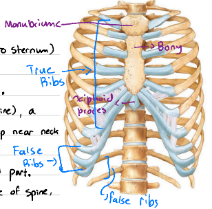 <p>Ribs 1-7 are true ribs (attach directly to sternum)</p><p>False ribs (8-10) attach indirectly.</p><p>Floating ribs (11-12) have no anterior (front) attachment.</p><p>A typical rib has a head (back end connecting to spine), a neck (short section right after head), a tubercle (small bump near neck connecting to a side part of vertebrae called transverse process), and a shaft (body) which is the long, curved part.</p><p>Basically…</p><p>Head: Connects to spine</p><p>Tubercle: Connects to side of spine</p><p>Shaft: Main curved part around chest</p>