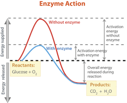 <ul><li><p><strong><mark data-color="blue" style="background-color: blue; color: inherit">lowers activation energy</mark> </strong>needed to undergo chemical reactions</p></li><li><p>can have catabolic and anabolic functions</p></li><li><p>specific</p></li></ul><p></p>