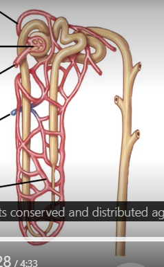 <p>Blood flow to the kidneys </p>