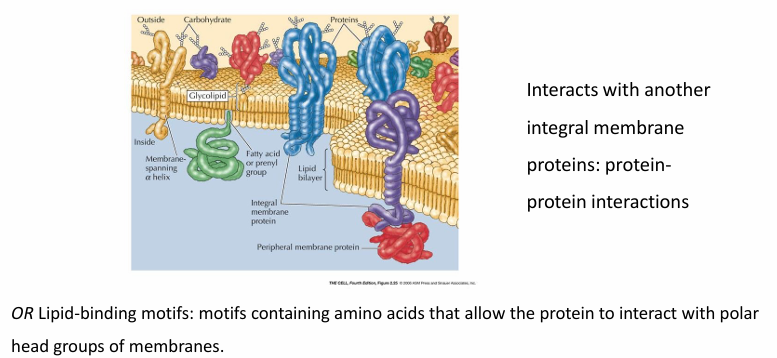 <ul><li><p>Peripheral proteins interact with membrane-embedded or anchored proteins, attaching indirectly to the membrane.</p></li><li><p>Lipid-binding motifs let them bind to the polar head groups on the membrane surface.</p></li><li><p>They often reversibly attach or detach through reversible modifications like phosphorylation or allosteric structural changes.</p></li></ul><p></p>