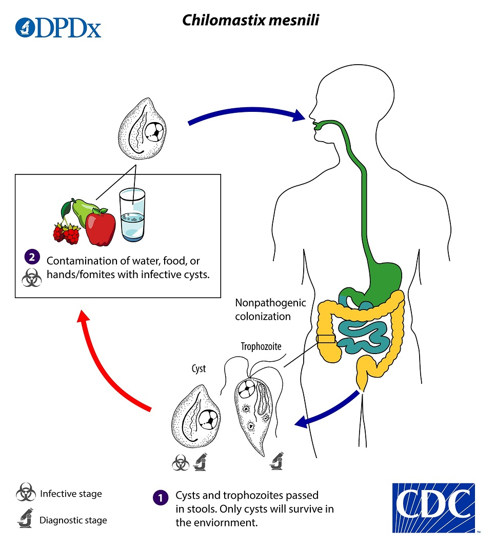<ol><li><p>Infection occurs by the ingestion of cysts in contaminated water, food, or by the fecal-oral route (hands or fomites) </p></li><li><p><span>Both cysts and trophozoites can be found in the feces (diagnostic stages) </span></p></li><li><p><span>In the large intestine, excystation releases trophozoites</span></p></li><li><p><span>Trophs reproduce by binary fission</span></p></li><li><p><em>Chilomastix</em><span> resides in the cecum and/or colon</span></p></li></ol><p></p>
