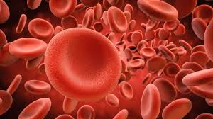 <p>Erythrocytes have no ____ or ____.</p>