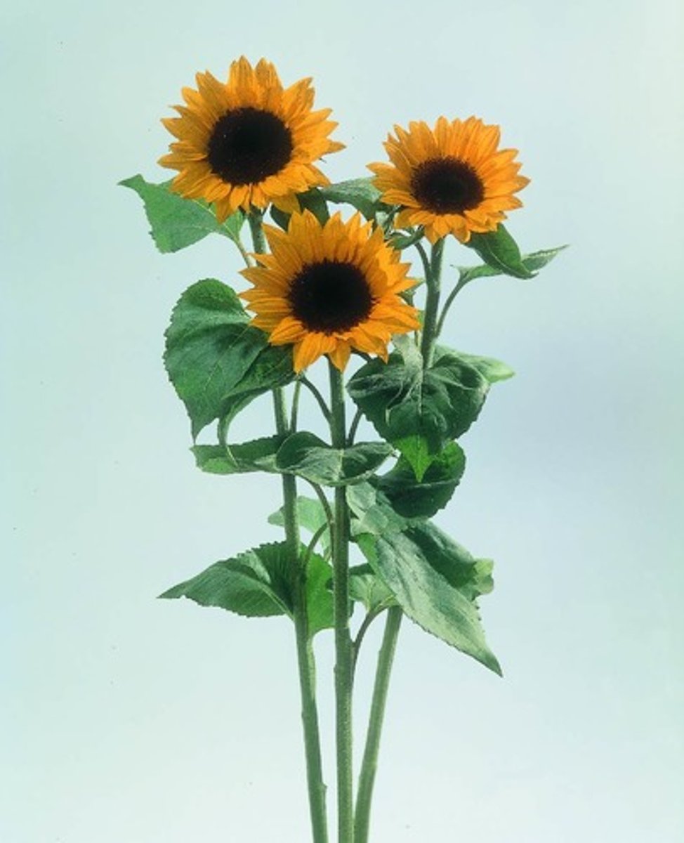 <p>Typically grows 5-10' tall on stiff upright stalks.</p><p>Coarse, hairy, leafy, fast-growing annual</p><p>Species plants feature 3-6" wide sunflowers with orange-yellow rays and brown to purple center disks.</p><p>Flowers in bright and pastel shades of yellow, red, mahogany, bronze, white and bicolors</p><p>Flower head shapes vary (short rays/petals, long rays, some doubles).</p><p>Dwarf varieties (1-3' tall) and mammoth varieties (to 15' tall) are also available.</p><p>Flower heads on mammoth varieties can reach 12" in diameter.</p><p>Large, ovate to triangular, sandpapery leaves</p>