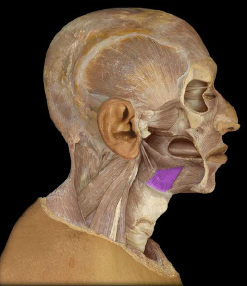 <p>Origin - body and greater horn of hyoid bone</p><p>Course - vertical, diverging slightly</p><p>Insertion -</p><p>- lateral submucous tissue of posterior ½ of tongue</p><p>- some fibers continue in the palatoglossus</p><p>Action - retract and depress tongue</p>
