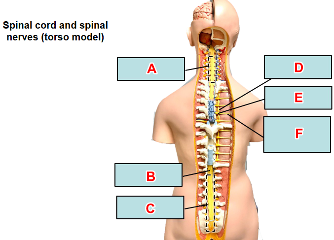 <p>what type of nerve is Label C of the torso model?</p><p></p><p>word bank: cauda equina, cervical enlargement, conus medullaris, dorsal root ganglion, sympathetic trunk ganglion, thoracic (intercostal) nerve</p>
