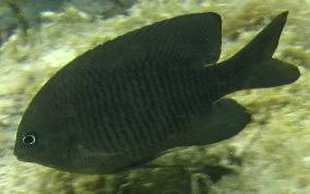 <p>May have faint blue spots on head, chest and abdomen, small dark spot at upper pectoral fin base, soft dorsal and anal fin rays reach slightly beyond caudal fin (Juveniles bright orange dorsally with purple on sides and bright blue spots, and a large ocellated spot on dorsal fin)</p>