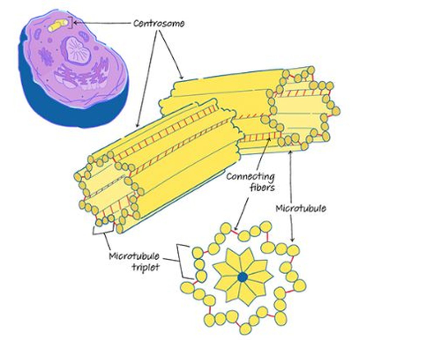 <p>- Composed of microtubules</p><p>- 9 microtubules organised into triplets</p>