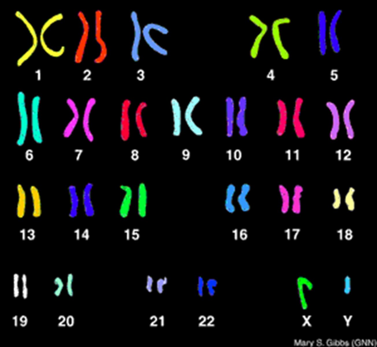 <p>A display of the chromosome pairs of a cell arranged by size and shape.</p>
