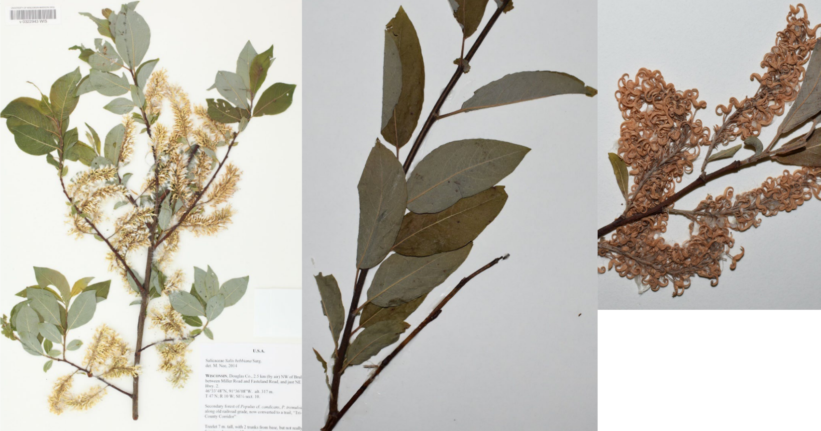 <p>Short &amp; fat leaves</p><p>Bicolor leaves</p><p>catkins</p>