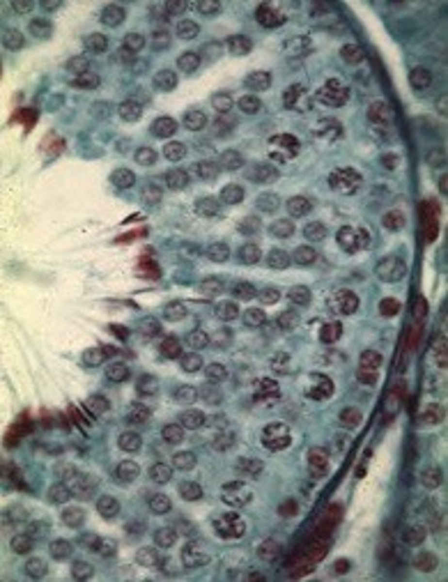 <p>List the 3 phases of spermatogenesis, name the cell types found in each phase.</p>