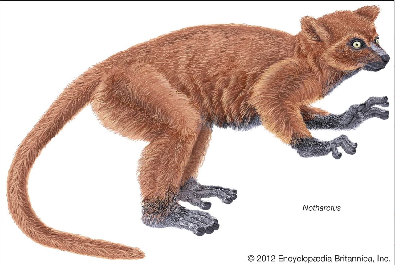 <p>Adapids are ancestral to</p>