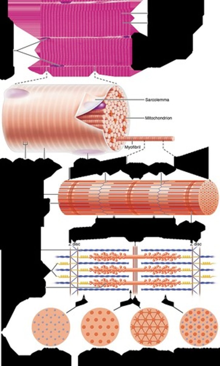 <p>Specialized smooth ER; stores and releases Ca2+ into the sarcoplasm</p>