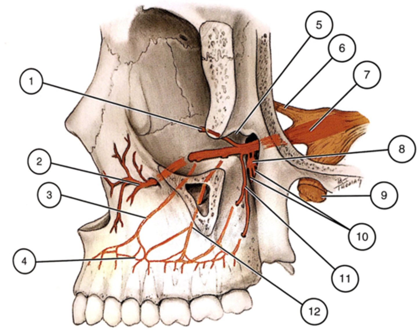 <p>Passes along the maxillary tuberosity and enters through the posterior superior alveolar foramina to reach the teeth. It carries sensations from the maxillary second and third molars and the palatal and distal buccal root of the first molar, and the maxillary sinus. (11)</p>