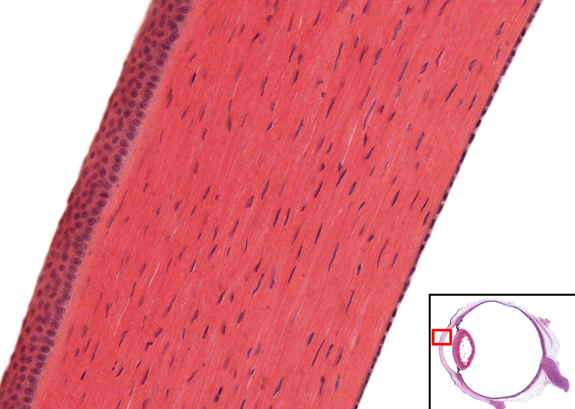 middle layer