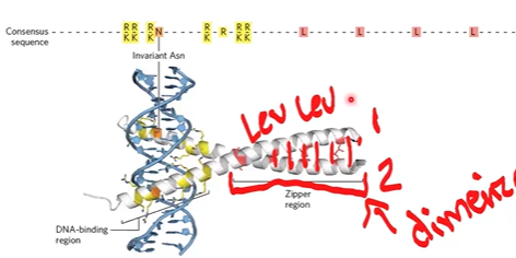 <p>2 roles, bind DNA specifically, and protein-protein interactions to bring subunits together;</p><p>zipper region has lots of zipper, interacts with Hphobic on other helix</p>