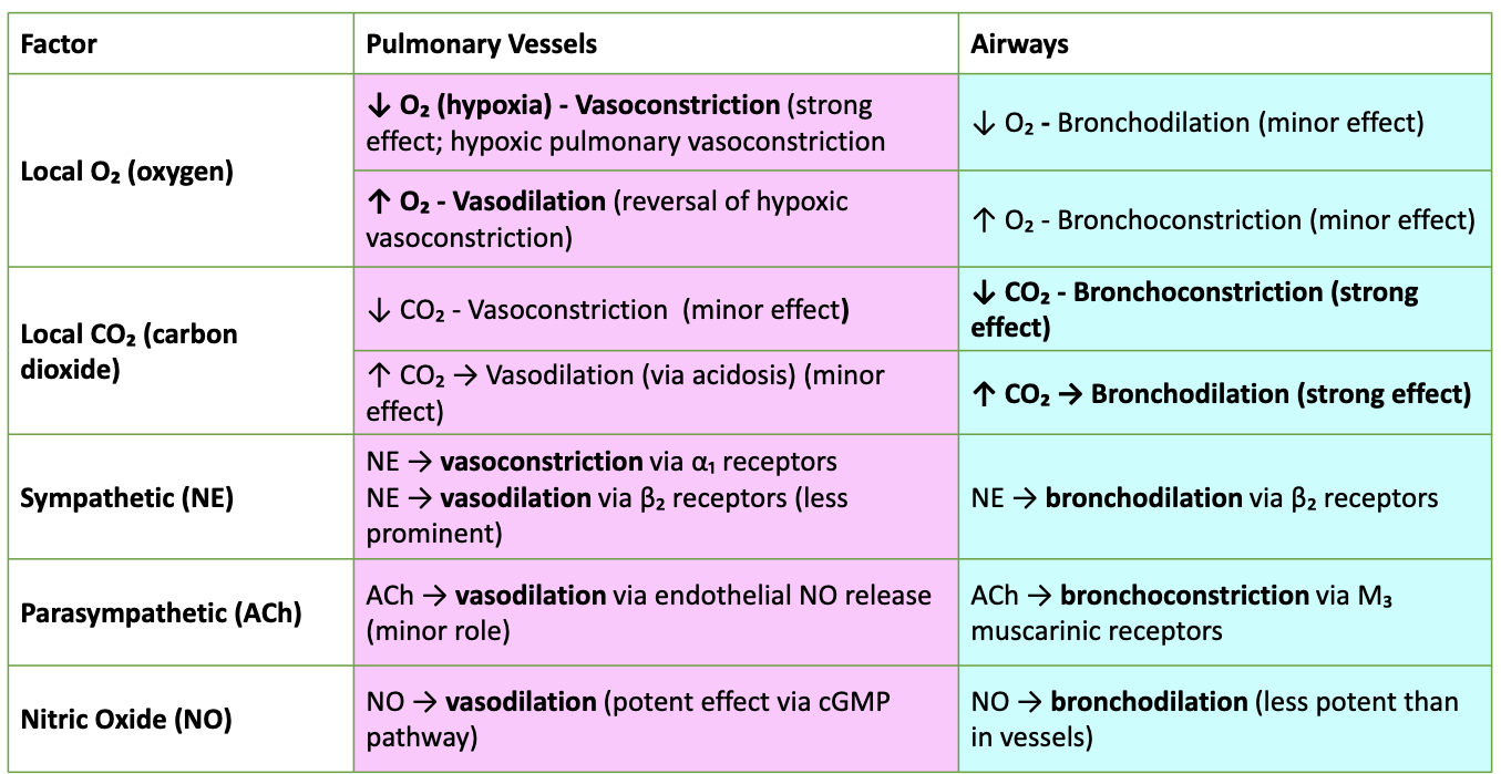 <ul><li><p><span>Sympathetic NE: α₁ → vasoconstriction; β₂ → vasodilation (less); β₂ → bronchodilation.</span></p></li><li><p><span>Parasympathetic ACh: vasodilation via NO (minor); bronchoconstriction via M₃.</span></p></li><li><p><span>Nitric Oxide: potent vasodilation (cGMP); mild bronchodilation.</span></p></li></ul><p></p>