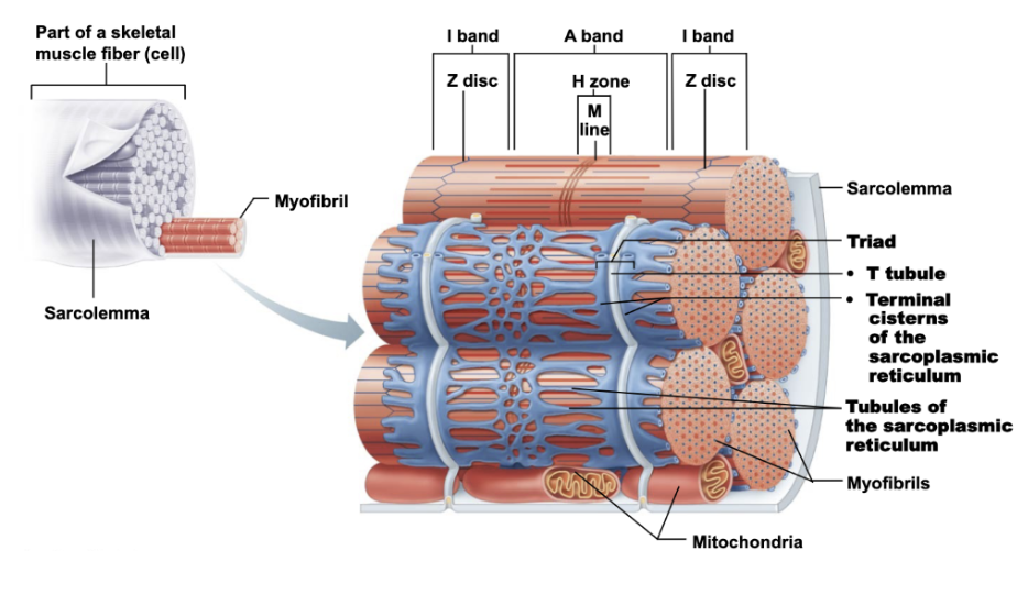 <p>Stores Ca²⁺ → releases it when muscle is stimulated</p>