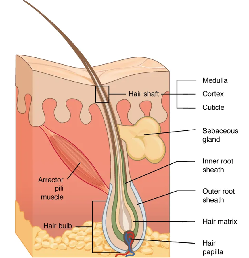 <p>hair shaft </p>