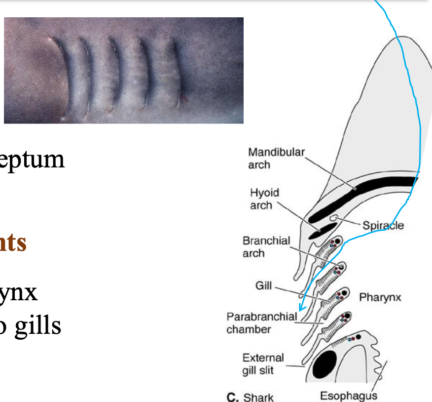 <p>• Septal Gills:Present all along the interbranchial septum</p><p>• Gill slits help support gill filaments</p><p>• Gill rakers in pharynx stop food going into gills</p>